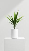 A modern white pot with a green plant stands elegantly on a minimalist pedestal in a bright, well-lit interior space photo