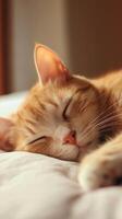 A peaceful orange tabby cat sleeps soundly on a soft bed in warm afternoon sunlight, creating a cozy and serene atmosphere photo