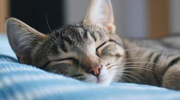 A cozy tabby cat peacefully sleeping on a soft blue blanket in a sunlit room during a relaxing afternoon photo