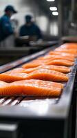 Conveyor Belt Carrying Freshly Sliced Salmon in a Processing Plant photo