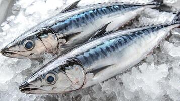 Fresh Mackerel on Ice A Culinary Delight photo