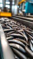 Fresh Sardines on a Conveyor Belt in a Food Processing Plant photo