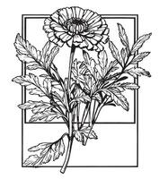 flower line art pencil art, flower illustration with black and white line art, with photo frame vector