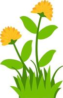 A vibrant depiction of two yellow flowers with fresh green leaves and grass, suitable for spring, garden, or floral design projects. vector