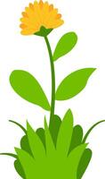 illustration of two blooming yellow flowers with green leaves and grass, perfect for nature, spring, and floral design projects. Ideal for clipart, decorative art, and botanical themes. vector