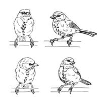 Set of titmouse. Hand drawn. vector