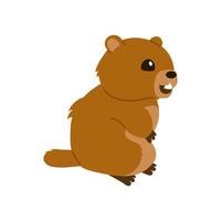 Groundhog Day. Cute Marmot. Groundhog. Spring is on the way . illustration, banner design with funny character isolated on white background. Flat design. vector