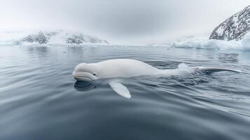 Beluga Whale Delphinapterus leucas phylum Chordata class Mammalia order Cetacea family Monodontidae swimming gracefully an Arctic lagoon its white body glowing softly under polar light photo