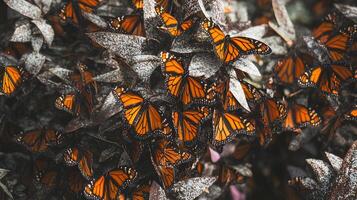 Monarch Butterflies Danaus plexippus phylum Arthropoda class Insecta order Lepidoptera family Nymphalidae clustered tree branches during migration vivid orange and black patterns mesmerize photo