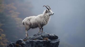 Japanese Serow Capricornis crispus phylum Chordata class Mammalia order Artiodactyla family Bovidae standing silently a rocky ledge its shaggy coat highlighted by diffused light in dense mountain fog photo