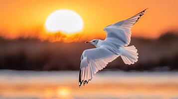 Pallass Gull Ichthyaetus ichthyaetus phylum Chordata class Aves order Charadriiformes family Laridae soaring over coastal lagoon its wings spread wide against a vibrant orange sunset photo