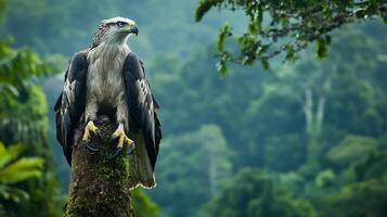 Harpy Eagle Harpia harpyja phylum Chordata class Aves order Accipitriformes family Accipitridae perched high a jungle tree its fierce eyes and massive claws emphasized against dense rainforest photo