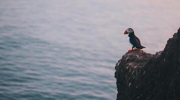 Puffin Fratercula arctica family Alcidae perched a cliff edge overlooking the ocean its colorful beak glowing at dawn representing seabird diversity and coastal habitats photo