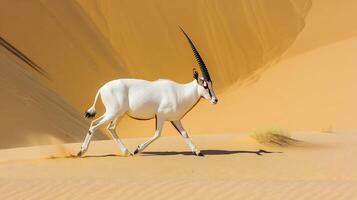 Addax Antelope Addax nasomaculatus phylum Chordata class Mammalia order Artiodactyla family Bovidae navigating golden desert dunes spiraled horns and white coat contrasting with arid landscapes photo