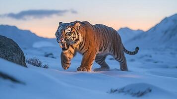 Sabertoothed Tiger Smilodon fatalis phylum Chordata class Mammalia order Carnivora family Felidae stalking prey tundra its sharp fangs glowing under twilight near glaciers photo
