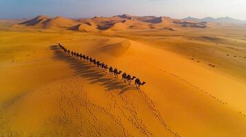 Camel Caravan Camelus dromedarius phylum Chordata class Mammalia order Artiodactyla family Camelidae walking through desert dune their footprints trailing under warm afternoon light photo