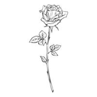 Rose flower in engraving style. Hand drawn outline illustration of floral plant on isolated background Engrave drawing painted by black inks Monochrome sketch. vector