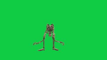 Dead skeleton resurrected wake up 3d animation isolated on green screen background video