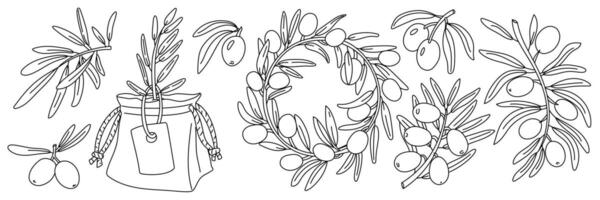 set of olive branches, contour. Twigs, a sprout, wreath of fruits. Isolated illustration on white background. An environmentally friendly product with olive oil content. the symbol of natural product vector