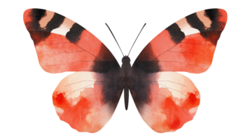 Watercolor butterfly with red and black wings transparent image. Wing details isolated cutout. Symmetrical pattern. Pollinator bug. Elegant insect cut out clipart design element png