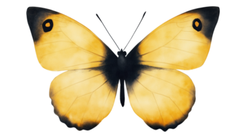 Graceful butterfly with soft yellow wings transparent image. Wing details isolated cutout. Symmetrical pattern. Pollinator bug. Elegant insect cut out clipart design element png