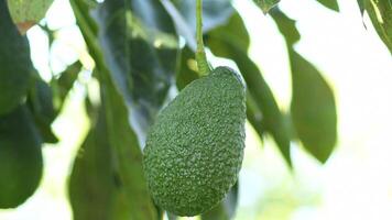 Harvest manually a natural hass avocado fruit in a avocado tree a sunny day video