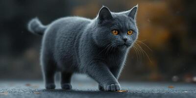 Grey cat with striking orange eyes wanders through the autumn landscape on a calm day in a quiet neighborhood photo