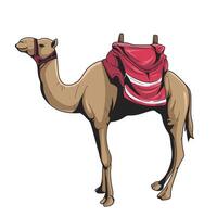 Camel with Saddle vector