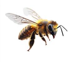 Detailed close-up of a bee in flight displaying intricate wing patterns and body texture photo