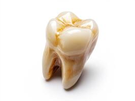 Natural tooth model captured on a white background highlighting dental attributes and surface details photo