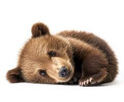 Cute bear cub resting on its side with a playful expression during a bright and sunny day photo