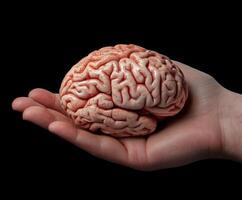 Human brain displayed in an open hand against a black background illustrating anatomical details and texture photo