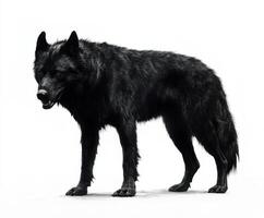 Black wolf standing confidently on a plain white background showcasing its sleek fur and piercing gaze during daylight hours photo
