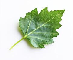 Fresh green leaf with intricate vein patterns lying on a plain surface in natural light during daytime photo