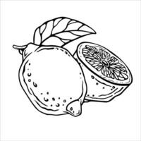 Lemon. Black and white ink graphic composition with whole fruit and half. Hand drawn illustration of citrus for juice label or kitchen design. Drawing of cut lime fruit in linear style. vector