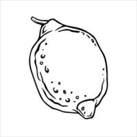 Isolated Lemon. Hand drawn EPS illustration of single citrus fruit in engrave style for juice label or icon. Outline drawing of lime or citron for tableware decoration or kitchen textile design vector