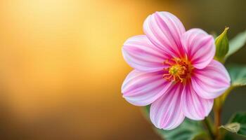 A Single Pink Dahlia Blossom in Soft Sunlight photo