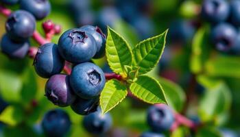 Ripe Blueberries Cluster On Green Bush Leaves photo
