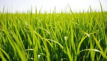 Close-up of Green Grass Blades in a Field photo