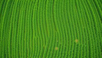 Aerial View of a Lush Green Field with Parallel Rows of Crops photo