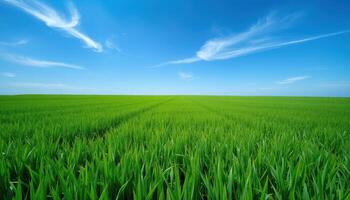 A Vast Field of Lush Green Grass Under a Blue Sky with White Clouds photo