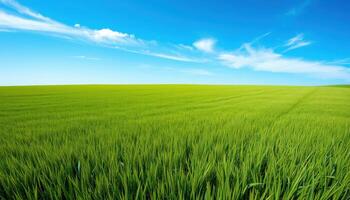 Lush Green Field Under a Blue Sky with White Clouds wallpaper photo