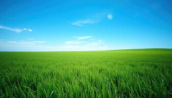 Lush Green Field Under a Blue Sky with White Clouds desktop wallpaper photo