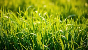 Close-up of Lush Green Grass Blades with Sunlit Background photo