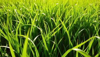 Close-up of Lush Green Grass Blades in a Field photo