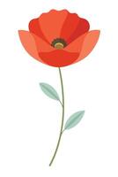 Single Red Poppy Flower Illustration, Botanical Art, Floral Design vector