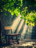 Solitary Chair in a Sunlit Forest Theme photo