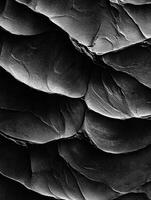 Monochromatic texture of rippled sand dunes photo