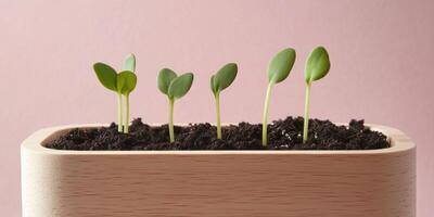 Emerging green sprouts in fresh soil against pink background for nature and growth concepts photo