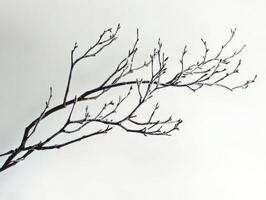 Serene winter branches with delicate frost capturing tranquil beauty for seasonal design photo